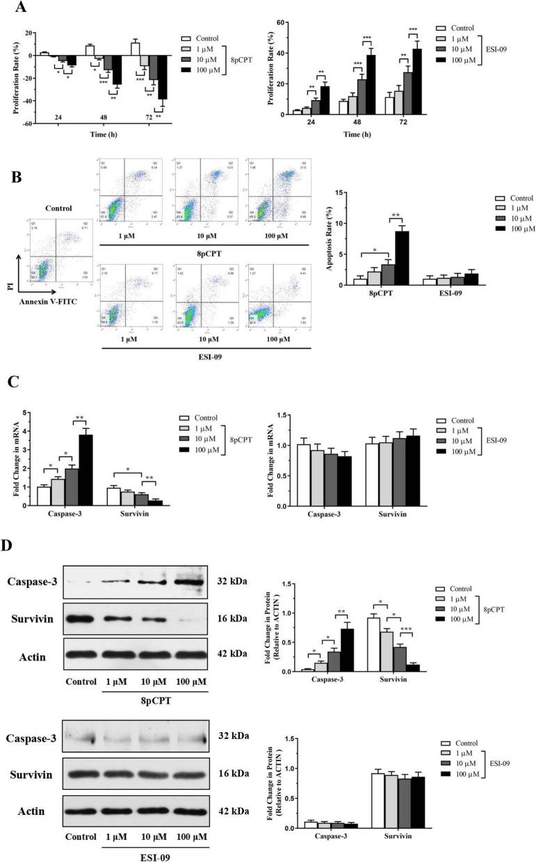 Epac regulators affect ASMCs proliferation and apoptosis.