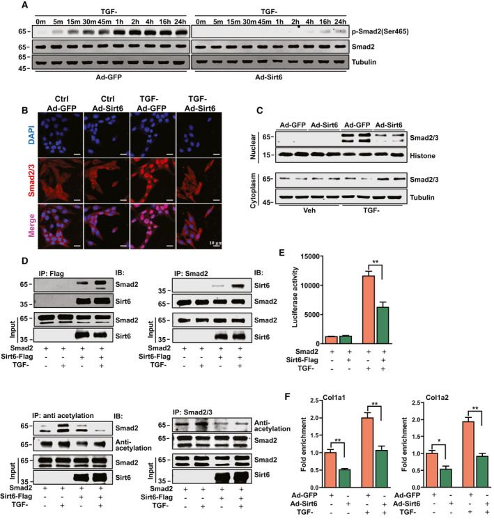 Sirt6 inhibits hepatic stellate cells activation by regulating TGF-β signaling pathway.