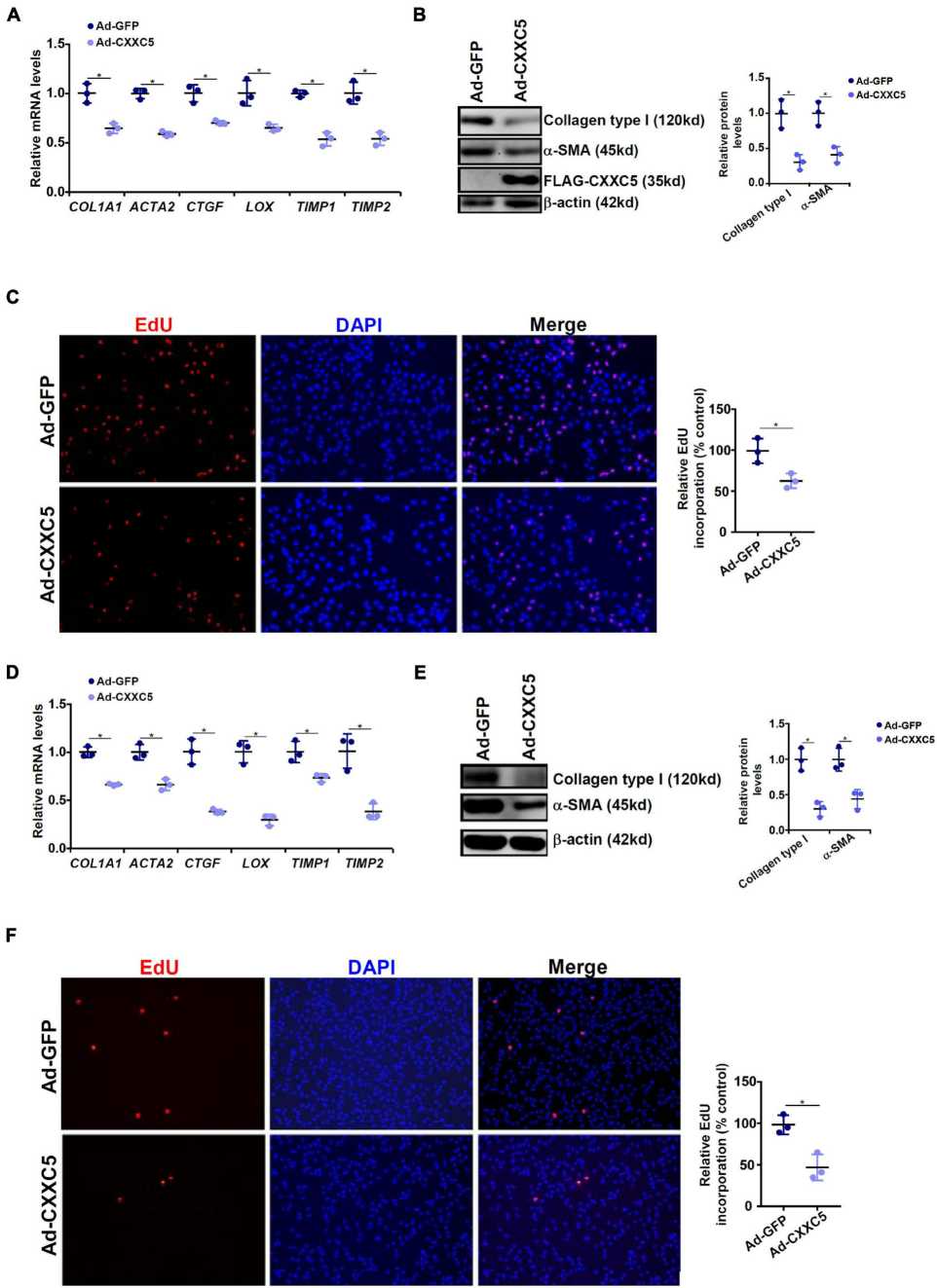 Overexpression of CXXC5 inhibited HSC activation.