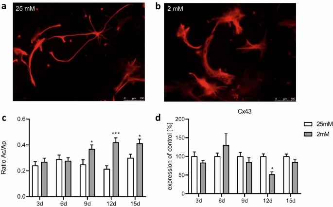 Assessing the influence of prolonged glucose deprivation on cell structure in cultured primary rat astrocytes through GFAP immunofluorescence staining (a–c) and RT-qPCR analysis of connexin 43 (d).