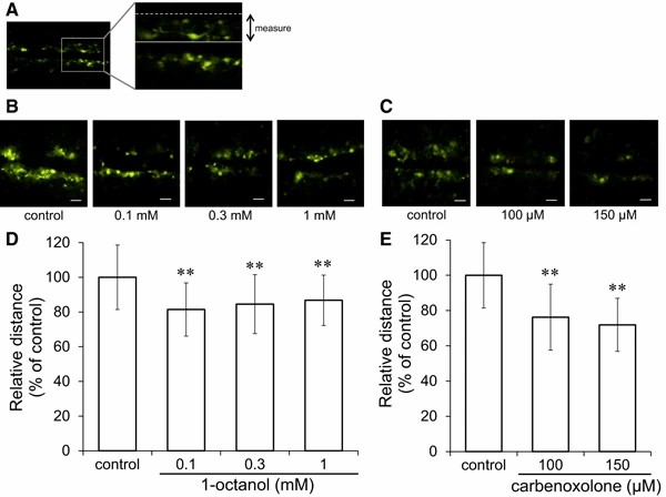 Examining the impact of gap junction inhibitors on intercellular communication.