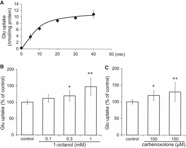 Evaluating how gap junction inhibitors affect glutamate uptake in cultured astrocytes.