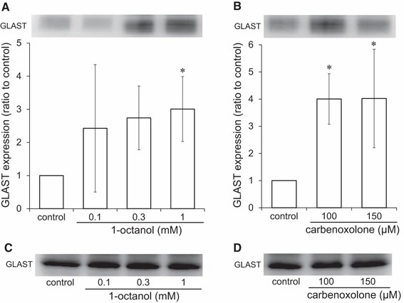 Assessing the influence of gap junction inhibitors on GLAST protein presence on the cell membrane in cultured astrocytes.