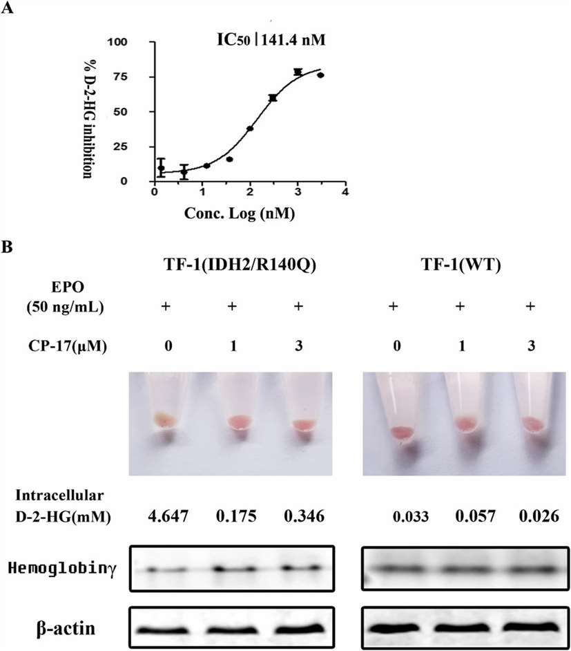 CP-17 overcame the differentiation blockade in TF-1 cells induced by the IDH2/R140Q mutation.