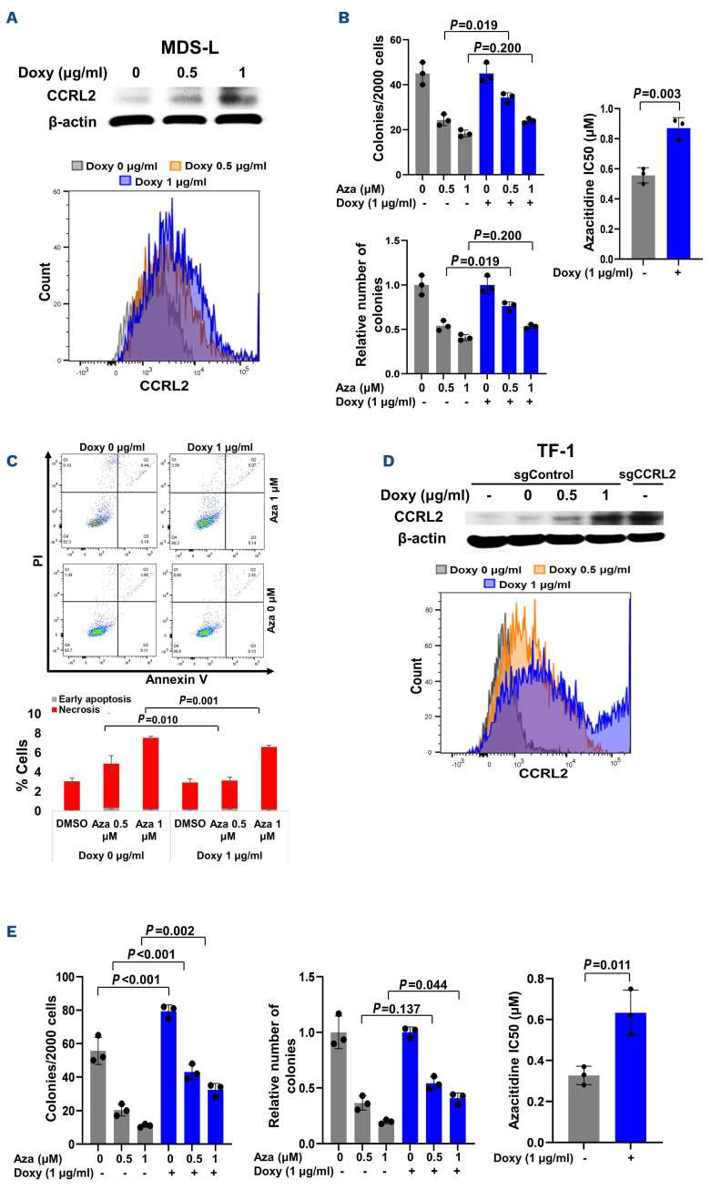 Doxycycline induction of CCRL2 overexpression enhances the resistance of MDS-L and TF-1 cells to azacitidine.