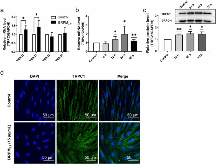 The impact of BRPM<sub>2.5</sub> on TRPC expression during the transition from fibroblast to myofibroblast