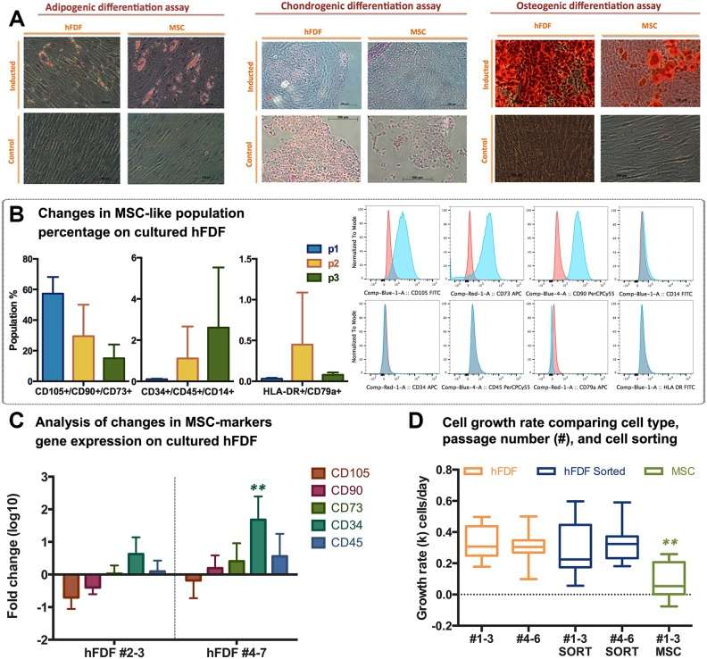 Identification of mesenchymal stem cell (MSC) populations within human fetal dermal-derived fibroblasts (hFDFs).