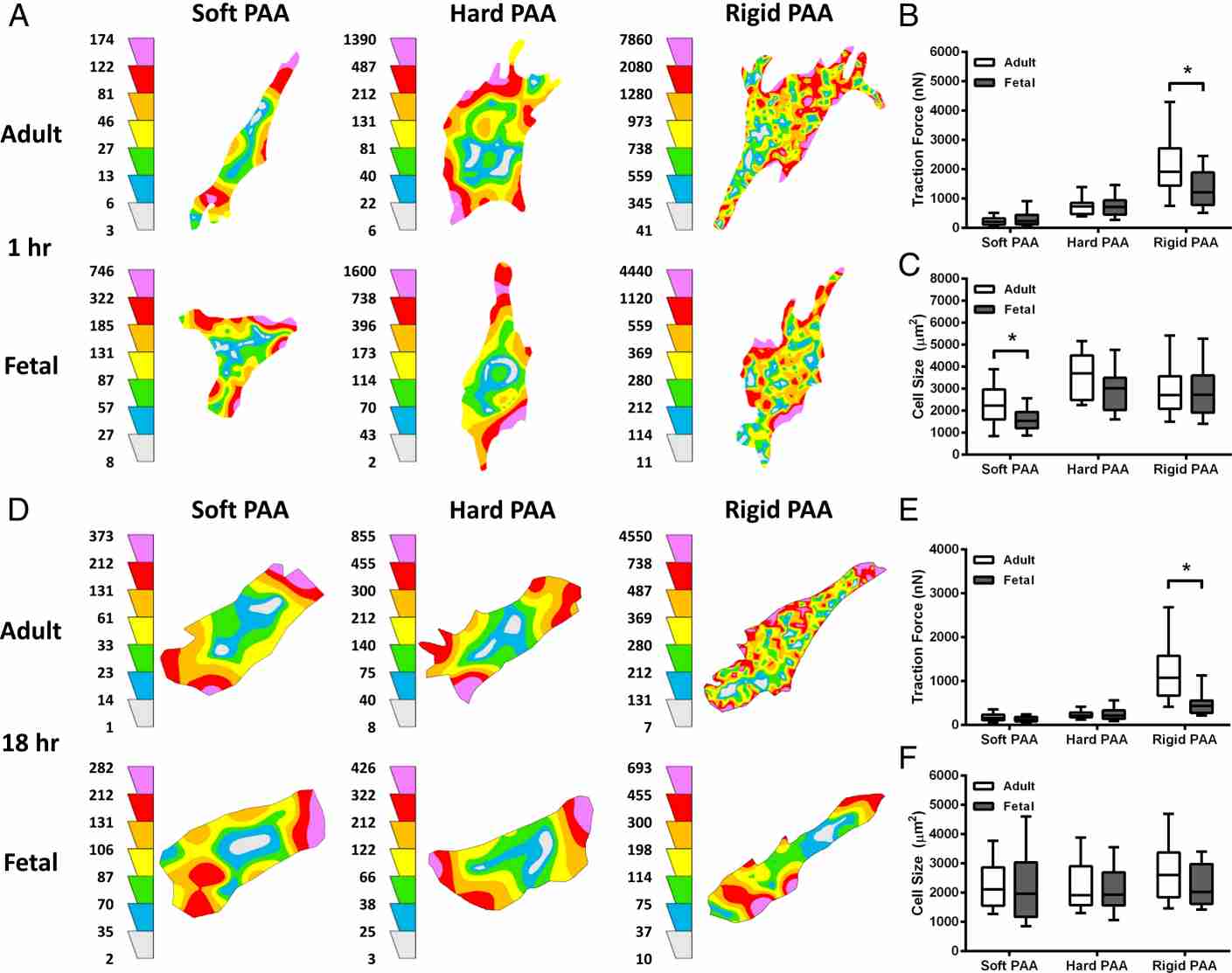 On rigid ECM, fetal dermal fibroblasts generate less contractile force compared to adult dermal fibroblasts.