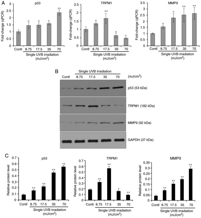 Expression profiles of the p53-TRPM1/miR-211-MMP9 axis in melanocytes after a single UVB exposure.