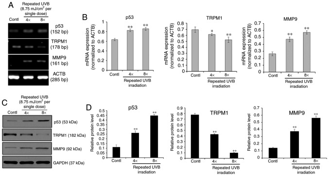 Expression profiles of the p53-TRPM1/miR-211-MMP9 axis in melanocytes subjected to repeated UVB exposures (total doses of 35 (4 exposures) or 70 (8 exposures) mJ/cm², administered at 8.75 mJ/cm² per exposure every 5 hours, for a total of 4 or 8 sessions).