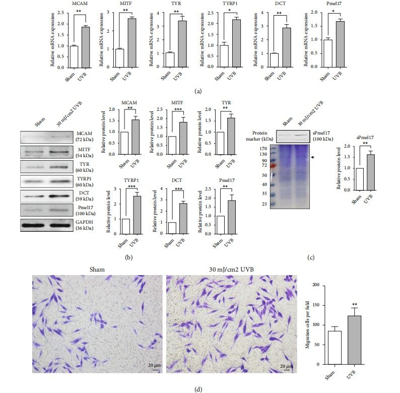 Melanocytes exhibit phenotypes of melanogenesis and migration following UVB exposure. Primary human epidermal melanocytes were isolated from juvenile foreskin tissues, treated with or without 30 mJ/cm² UVB, and then cultured for an additional day.