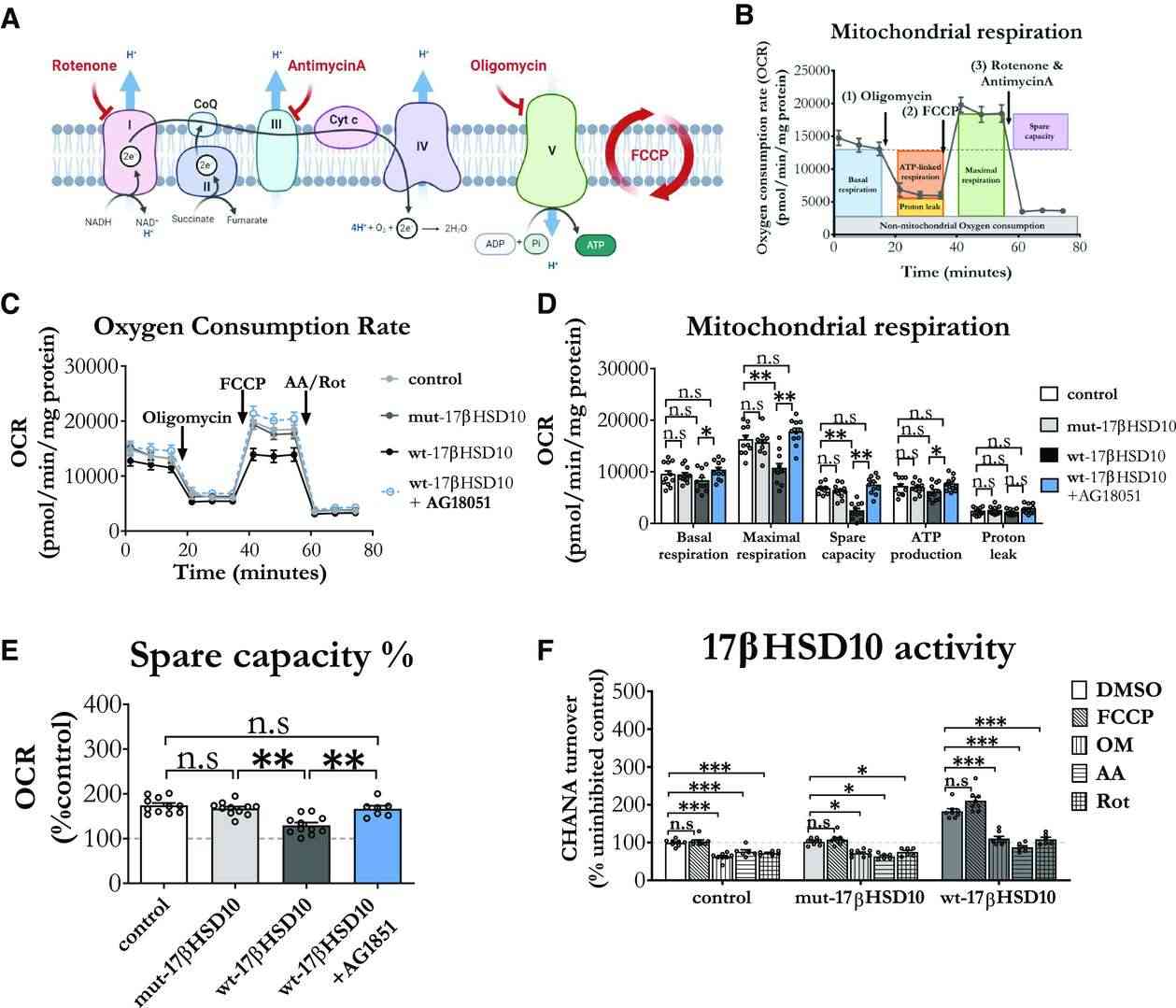 Enhanced 17βHSD10 activity led to a reduction in mitochondrial respiration, whereas inhibiting the electron transport chain (ETC) reduced the enzyme’s activity, an effect that was mitigated by AG18051.