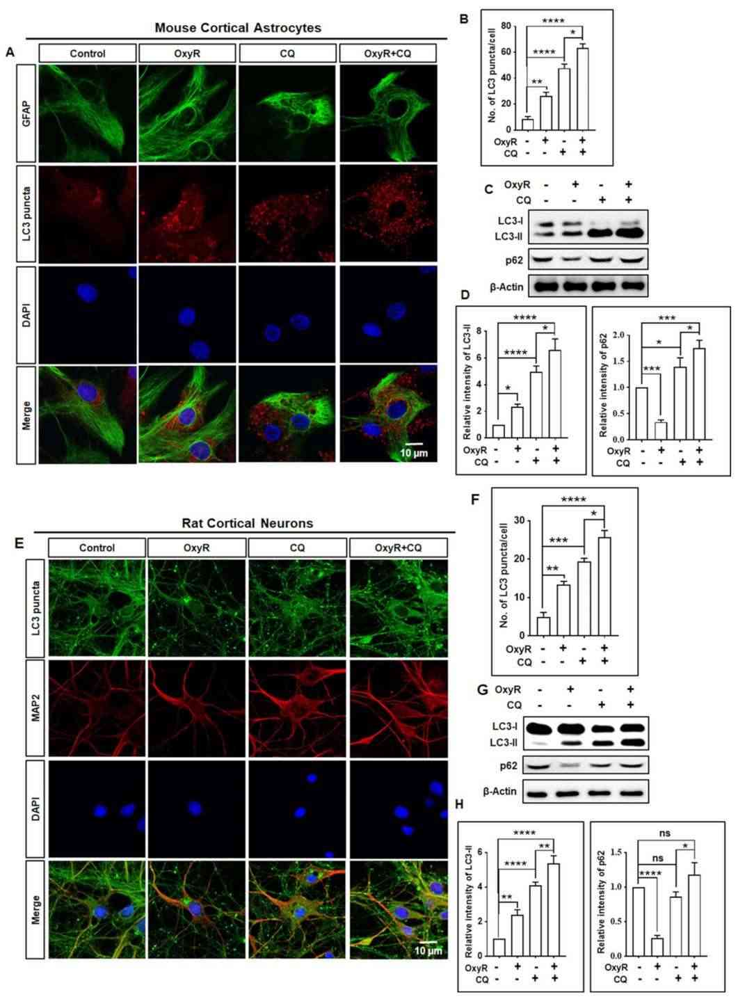 Treatment with OxyR stimulated autophagic flux in both cortical astrocytes and neurons.