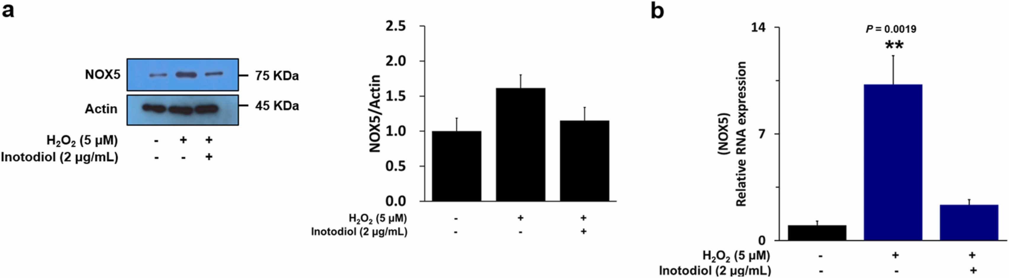 The impact of inotodiol on NOX5 activation caused by oxidative stress in human dermal fibroblasts.