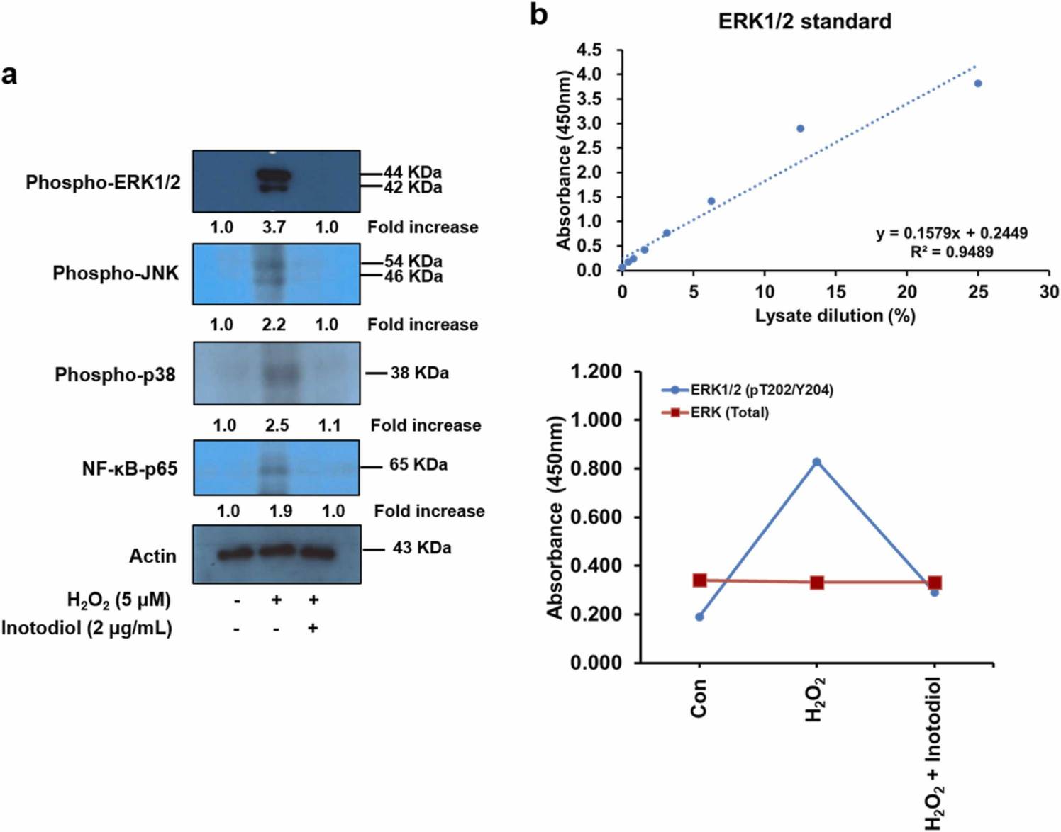 The influence of inotodiol on p-ERK1/2 and NF-κB-p65 activation triggered by oxidative stress in human dermal fibroblasts.