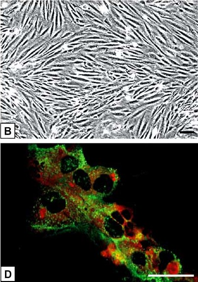 (B) The spindle-shaped HPVECs grow in close proximity to each other, forming monolayers characterized by a swirling pattern. (D) Double-fluorescence staining revealed that HPVECs showed bright and uniform fluorescence with UEA-I lectin (red), contrasting with the granular immunofluorescence observed with the von Willebrand factor antibody (green).