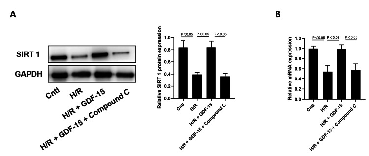 GDF-15 counteracted the H/R-induced downregulation of SIRT1 in HPVECs.