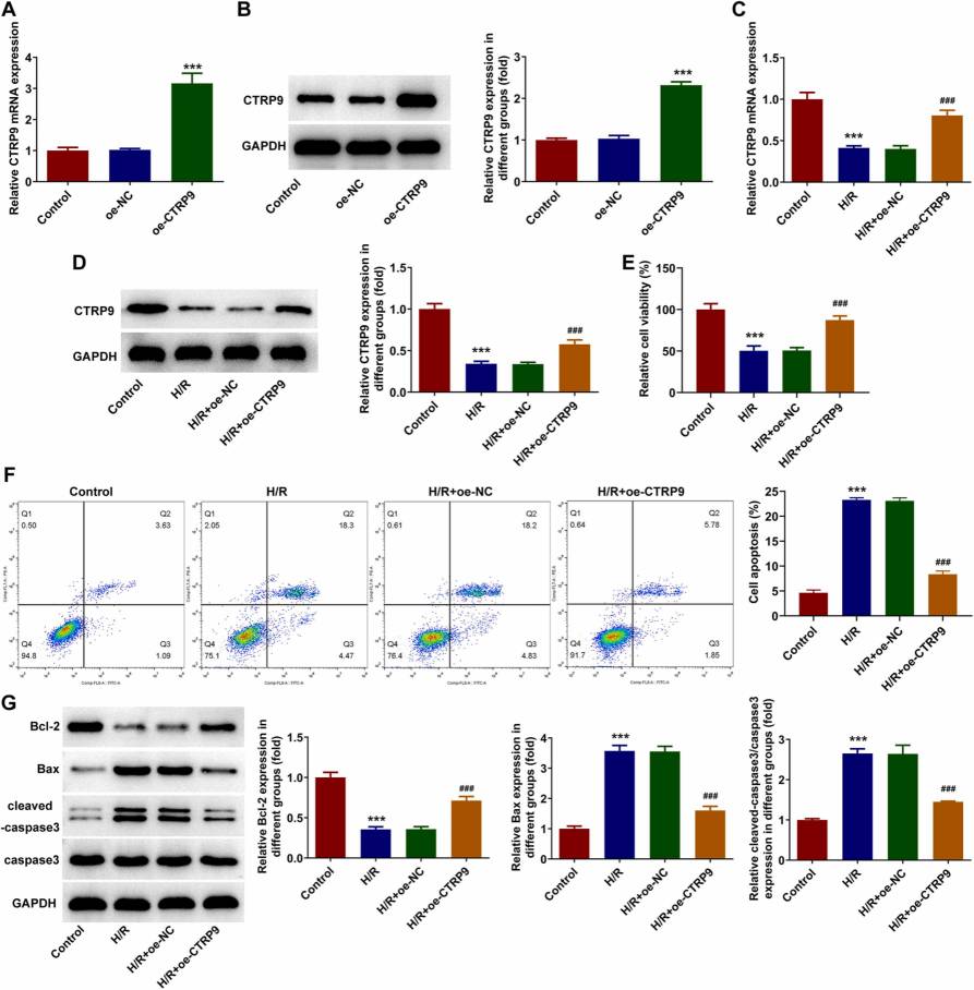 Overexpression of CTRP9 reduces cell viability loss and apoptosis in HPVECs caused by H/R conditions.