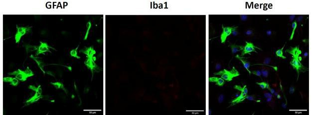 Primary cerebellar astrocytes.