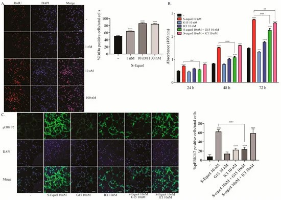 The influence of S-equol on the proliferation of astrocytes in the mouse cerebellum.