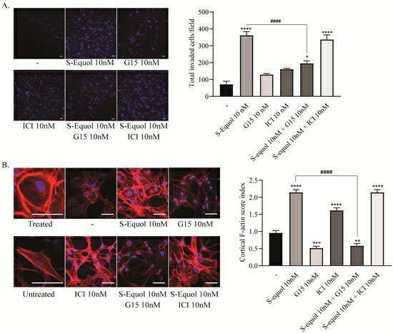 The impact of S-equol on the invasion of astrocytes in the mouse cerebellum and the rearrangement of F-actin.