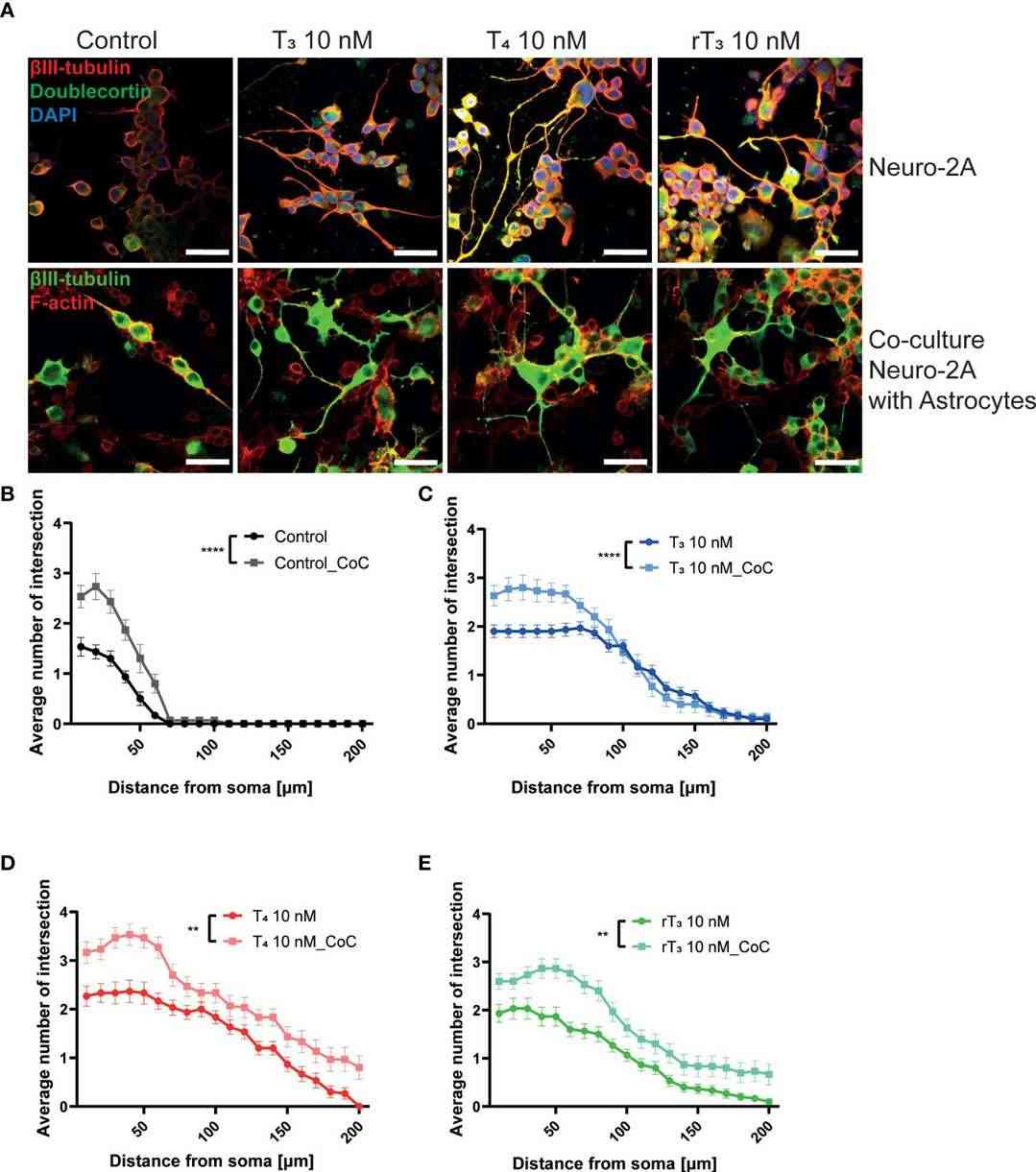 Co-culturing with astrocytes promoted increased neurite length in Neuro-2A cells enhanced by TH.