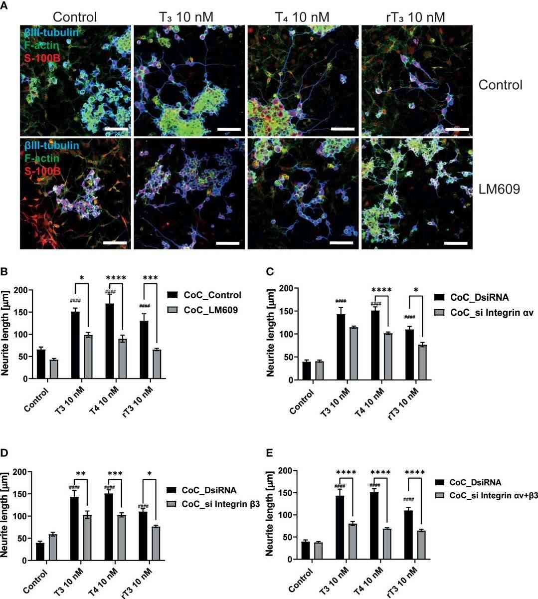 Integrin αvβ3 modulates TH-induced neurite outgrowth in Neuro-2A cells during co-culture with astrocytes.