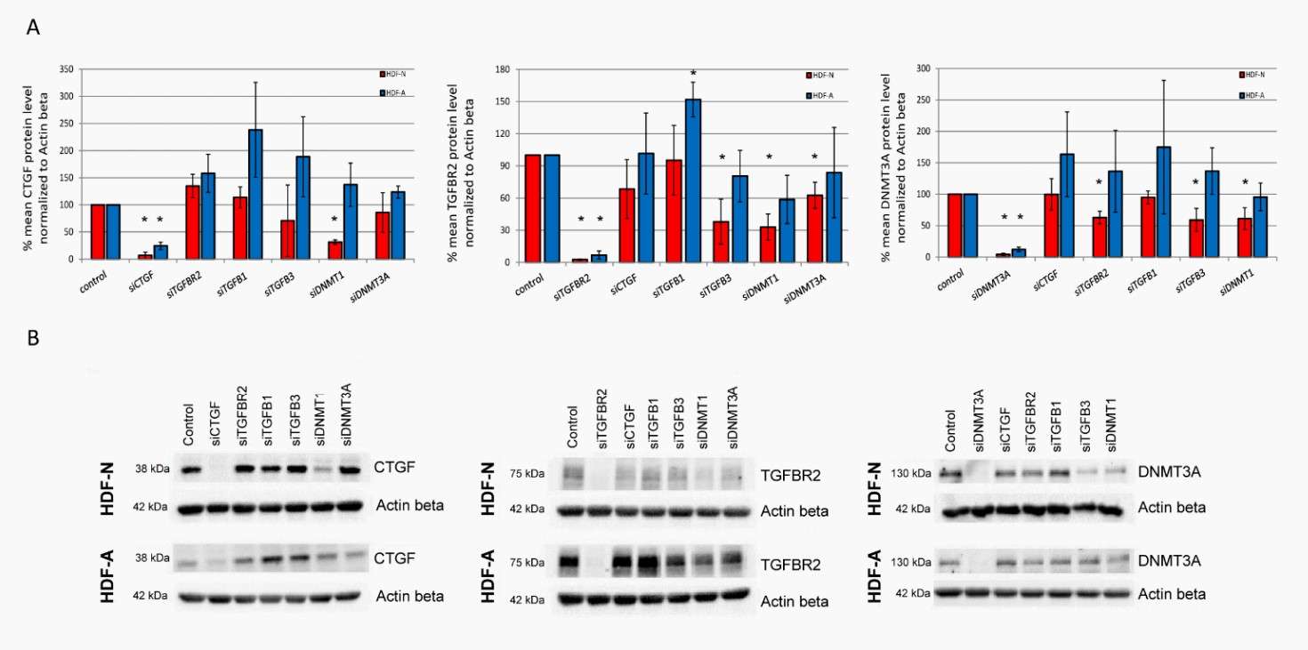 CTGF, TGFBR2 and DNMT3A protein levels in neonatal and adulthuman dermal fibroblast cell lines.