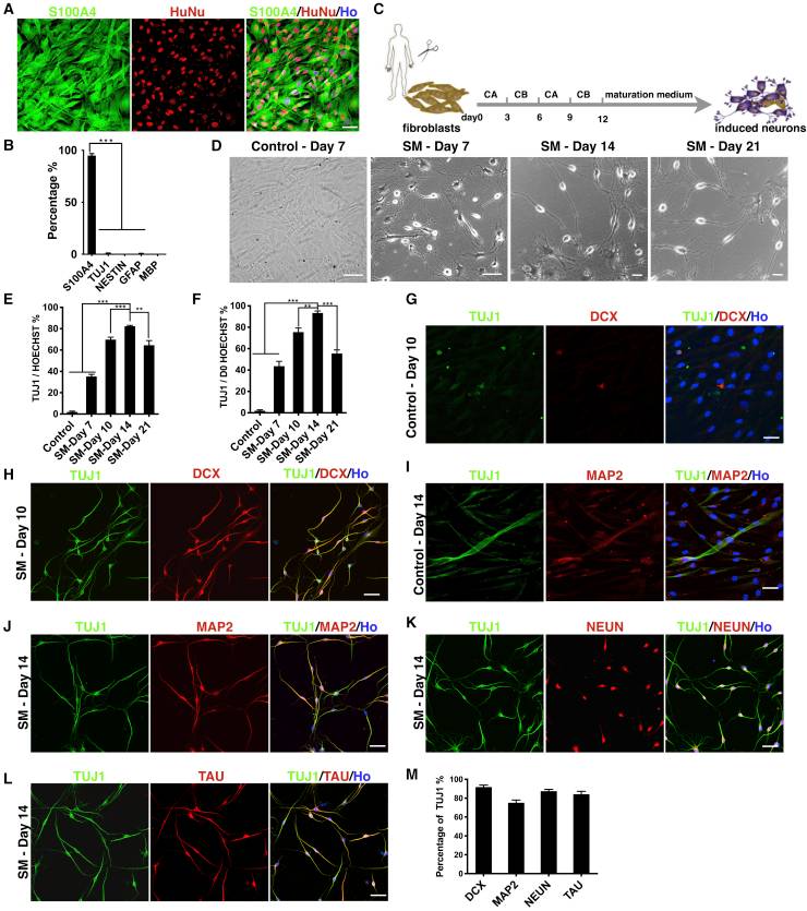 Fibroblasts can be effectively reprogrammed into neurons using small molecules.