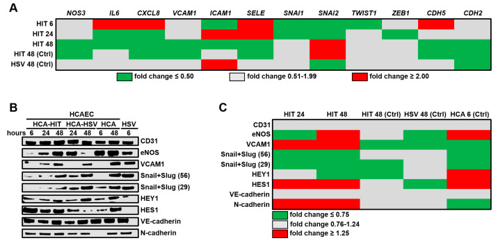 Profiling of key endothelial molecules in human coronary artery endothelial cells (HCAECs) co-cultured with either human internal thoracic artery endothelial cells (HITAECs) or human saphenous vein endothelial cells (HSaVECs) for periods of 6, 24, or 48 hours.