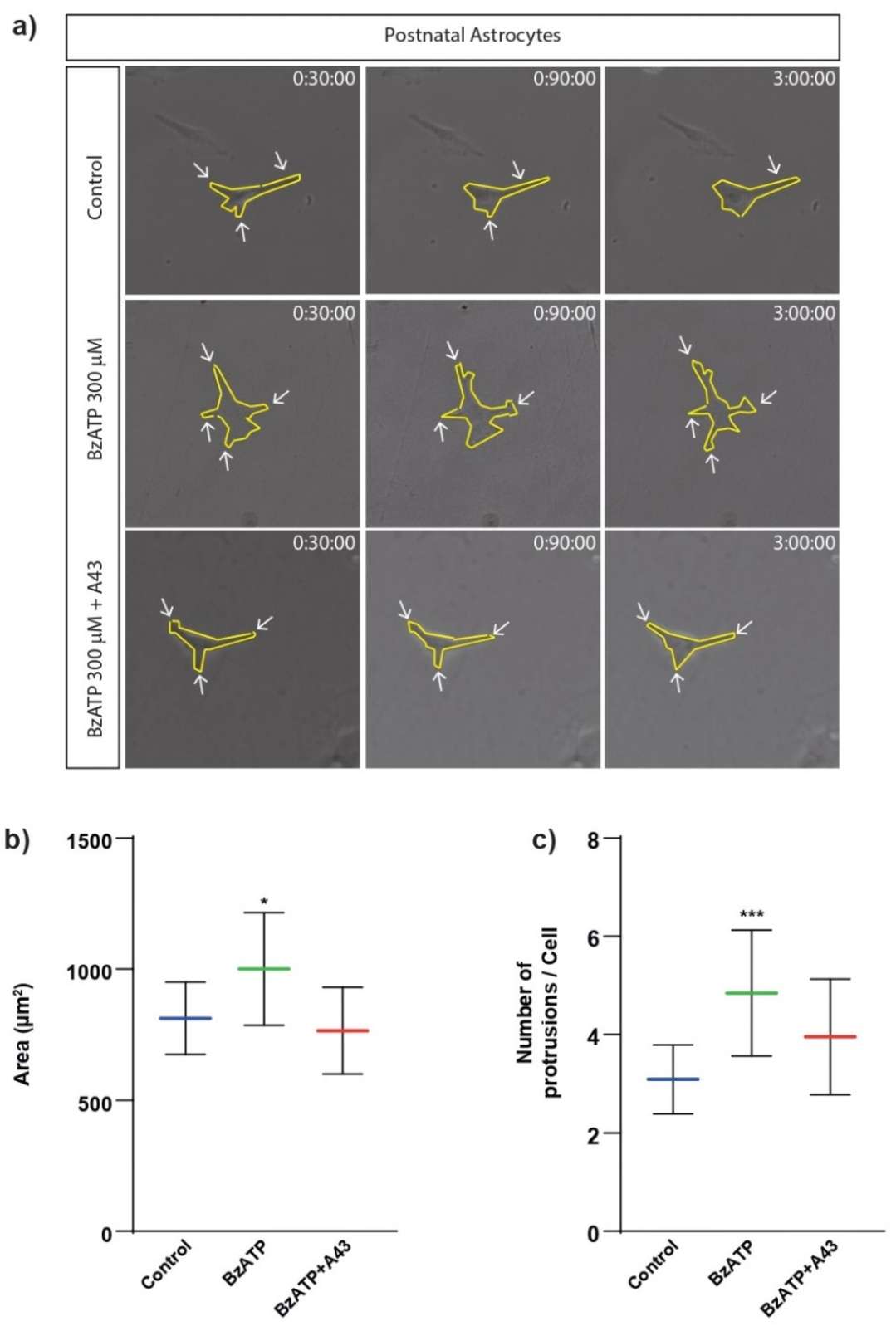 Impact of BzATP treatment on cell size and membrane protrusions in rat cerebellar astrocytes.