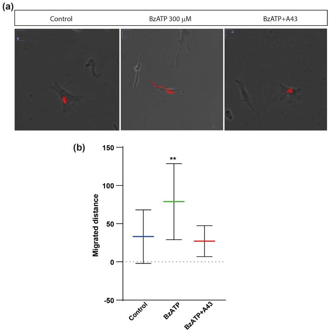 Impact of BzATP treatment on the migration capacity of rat cerebellar astrocytes.