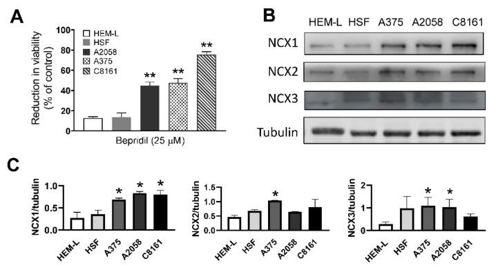 The effect of bepridil on melanocyte cells.