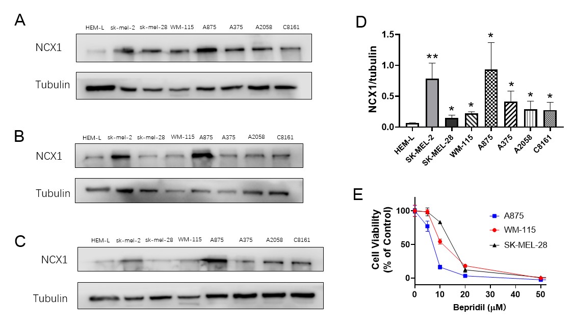 Western blot analysis conducted on samples from eight distinct cell lines.