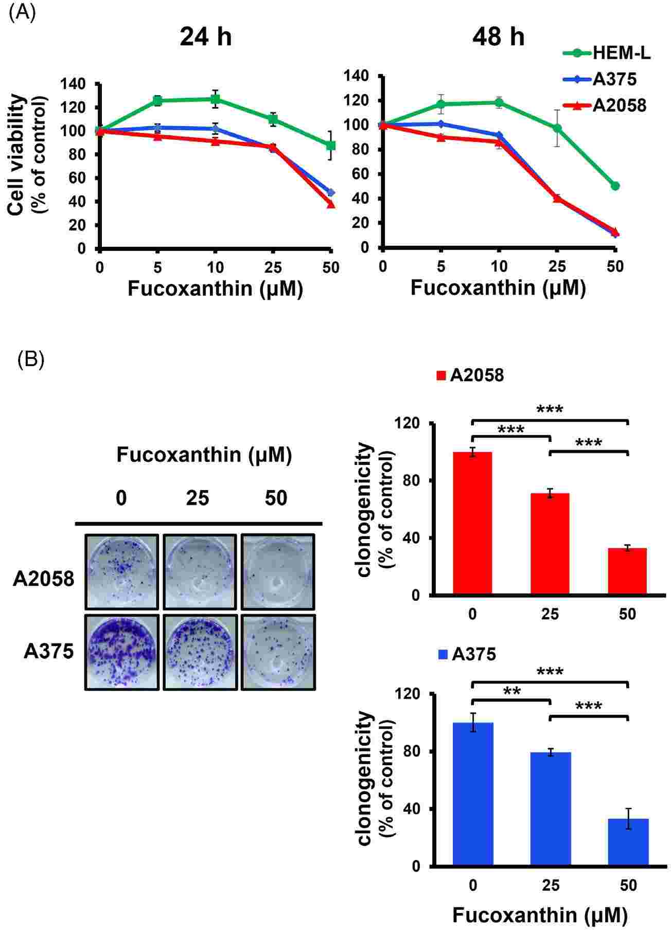 Fucoxanthin exhibits cytotoxicity towards human melanoma cells while leaving normal human melanocytes largely unaffected.