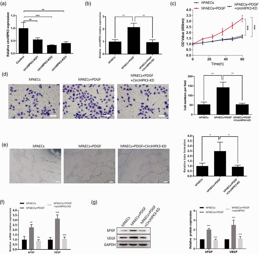 CircHIPK3 influenced the behavior of hPAECs when treated with PDGF.