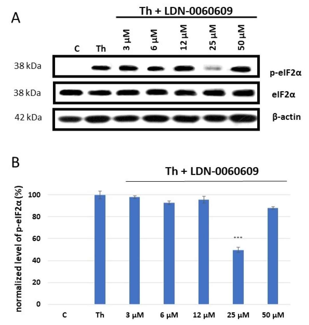 (A) Western blot analysis and (B) optical densitometry quantification of eIF2α phosphorylation in HRA cells.