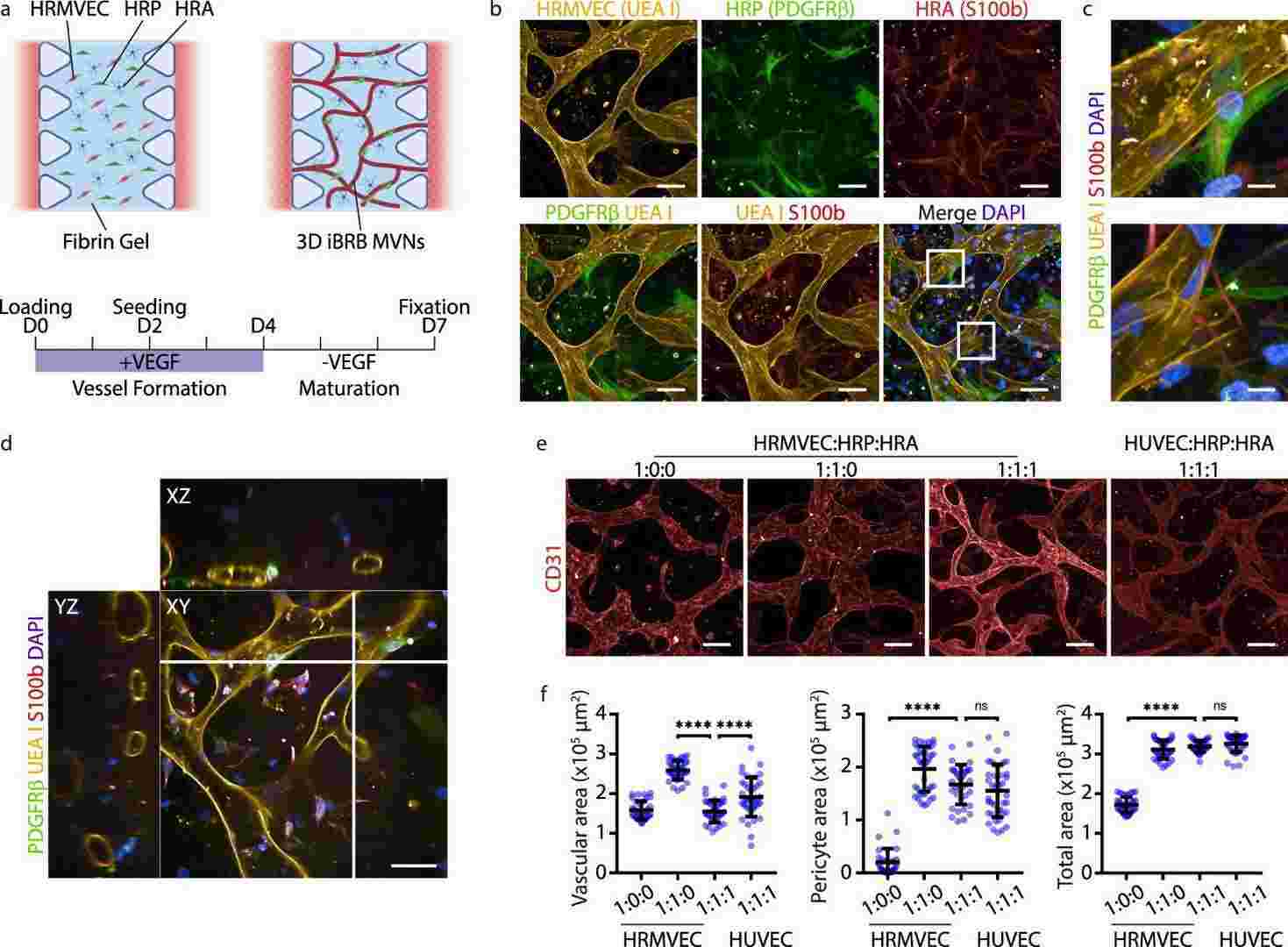 The inner blood-retinal barrier model constructed from self-assembled microvascular networks.