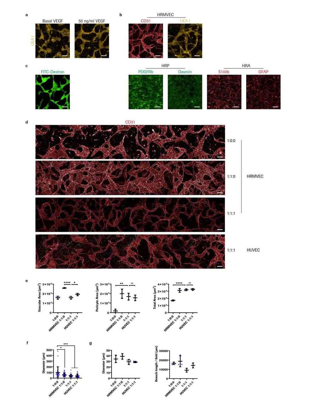 Morphological characterization of the iBRB microvascular networks.