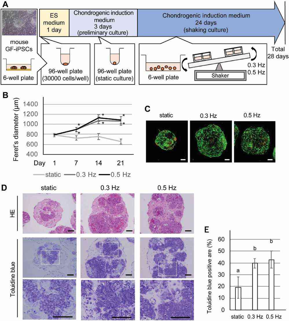 Impact of shaking culture on the aggregation patterns of chondrogenically induced iPSC (CI-iPSC) constructs.