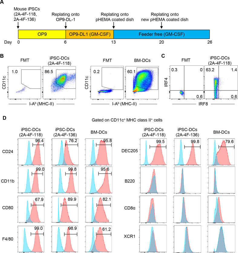 Derivation of dendritic cells (DCs) from mouse induced pluripotent stem cells (iPSCs).