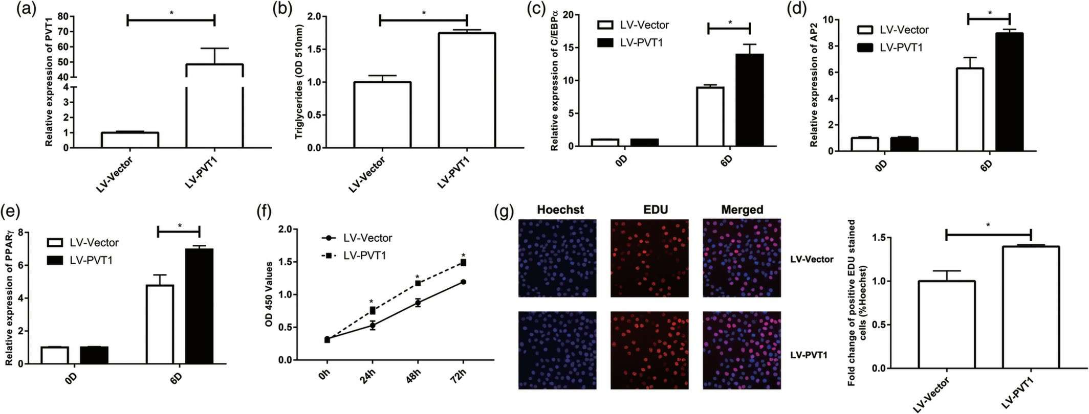 The impact of PVT1 overexpression on adipogenesis was studied by transfecting 3T3-L1 preadipocytes with a lentivirus encoding PVT1 (LV-PVT1) or a negative control (LV-Vector).