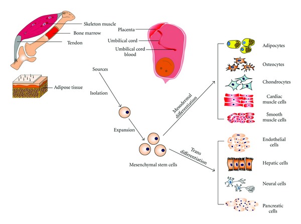 MSCs can be obtained from skeleton muscle, bone marrow, tendon, adipose tissue, placenta, umbilical cord, and umbilical cord blood.