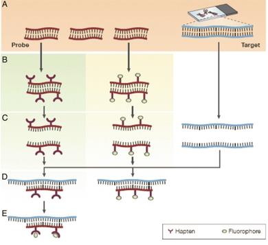 (a) The basic elements of FISH are a DNA probe and a target sequence. (b) Before hybridization, the DNA probe is labeled by various means, such as nick translation, random primed labeling, and PCR. (c) The labeled probe and the target DNA are denatured. (d) Combining the denatured probe and target allows the annealing of complementary DNA sequences. (e) If the probe has been labeled indirectly, an extra step is required for visualization of the nonfluorescent hapten that uses an enzymatic or immunological detection system.