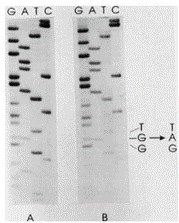 The figure shows the autoradiograph of the sequencing gels obtained for GP2d (a) and GP5d (b).