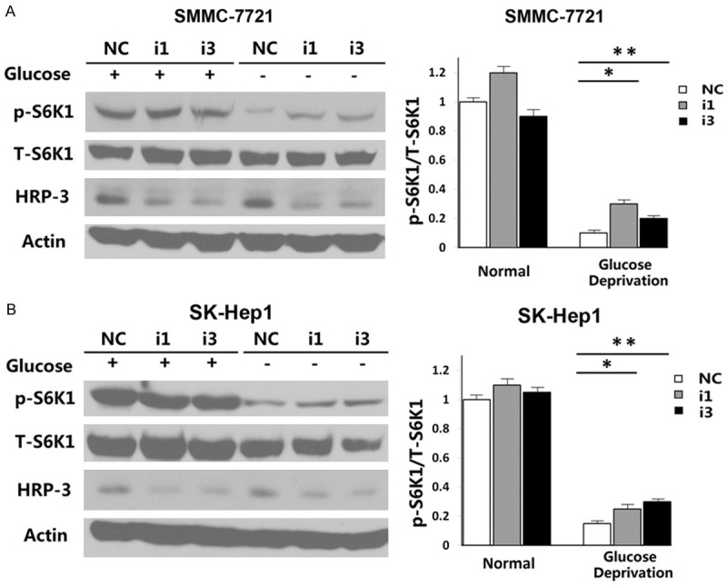 A. SMMC-7721 cells were transiently transfected with HRP-3-specific siRNA (i1 and i3) and control siRNA (NC), then after 48 h, treated with glucose-free DMEM for 2 h and harvested to western blot analysis. B. The western blot results for SK-Hep1 experiencing the same process as A.
