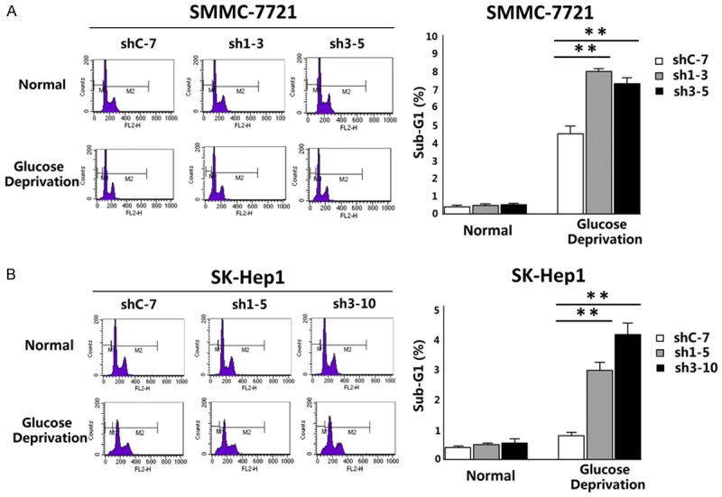 A. Sub-G1 analysis of stable knockdown clones (Sh1-3 and Sh3-5) and a corresponding control clone (ShC-7) of SMMC-7721 under glucose deprivation. B. Sub-G1 analysis of stable knockdown clones (Sh1-5 and Sh3-10) and a corresponding control clone (ShC-7) of SK-Hep1 under glucose deprivation.