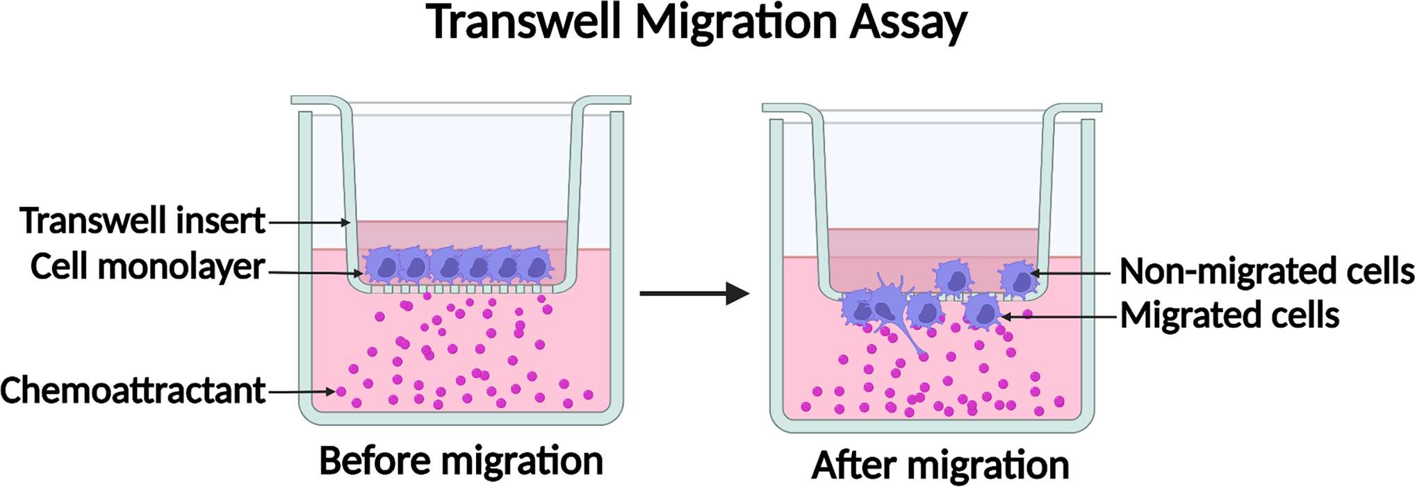 How to Assess the Migratory and Invasive Capacity of Cells? | Creative ...