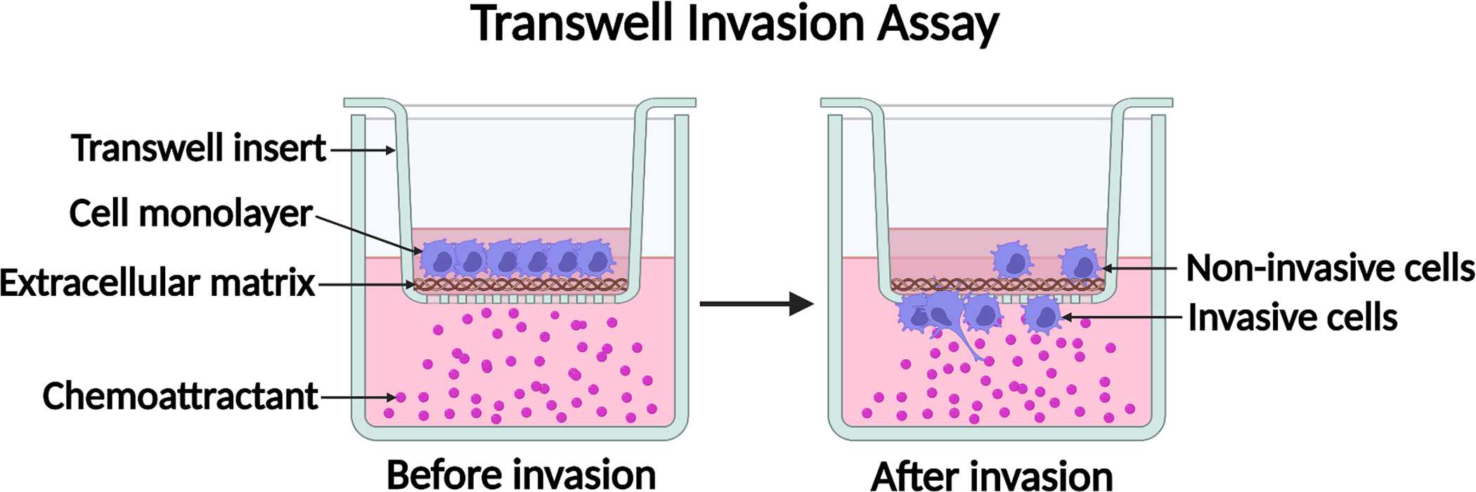 Diagram of the transwell cell invasion assay.