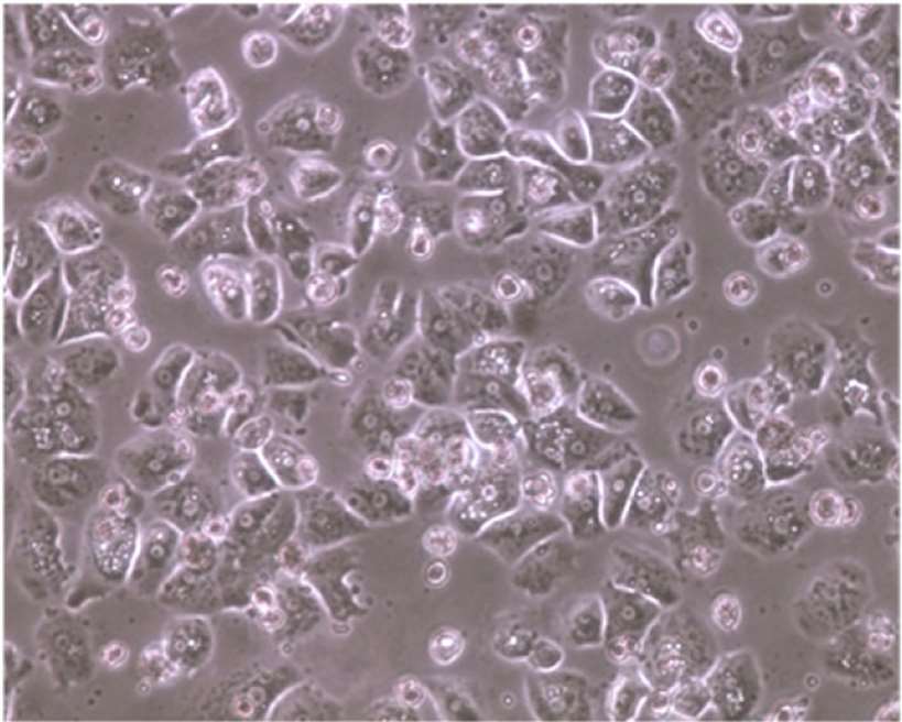 Appearance of pooled cryopreserved human hepatocytes.